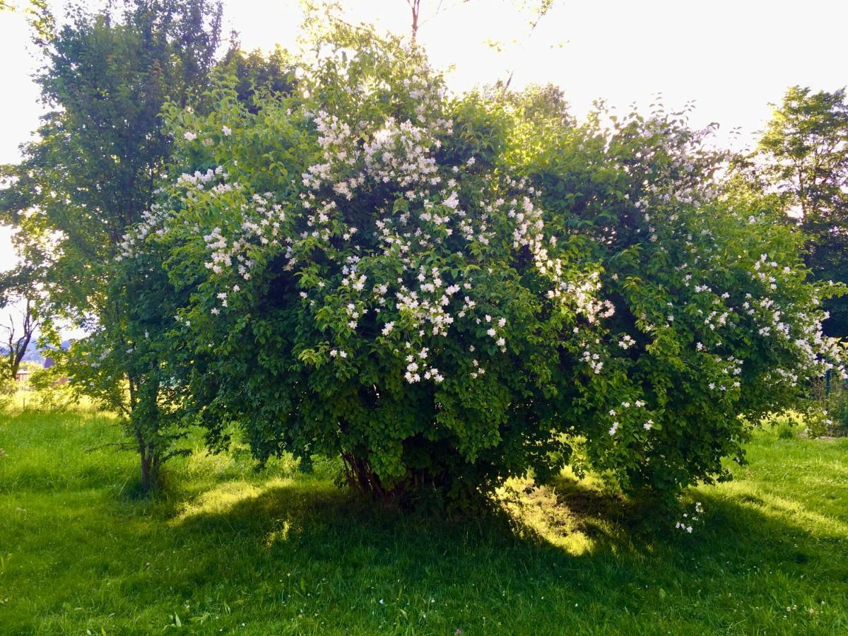 Naturforsthaus Gartenblick Fuer Hunde - Und Naturverbundene Menschen Preitenegg エクステリア 写真